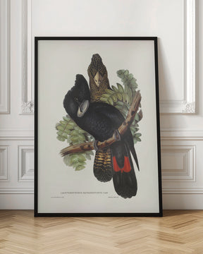 Great Billed Black Cockatoo Poster