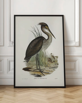 Great Billed Heron Poster