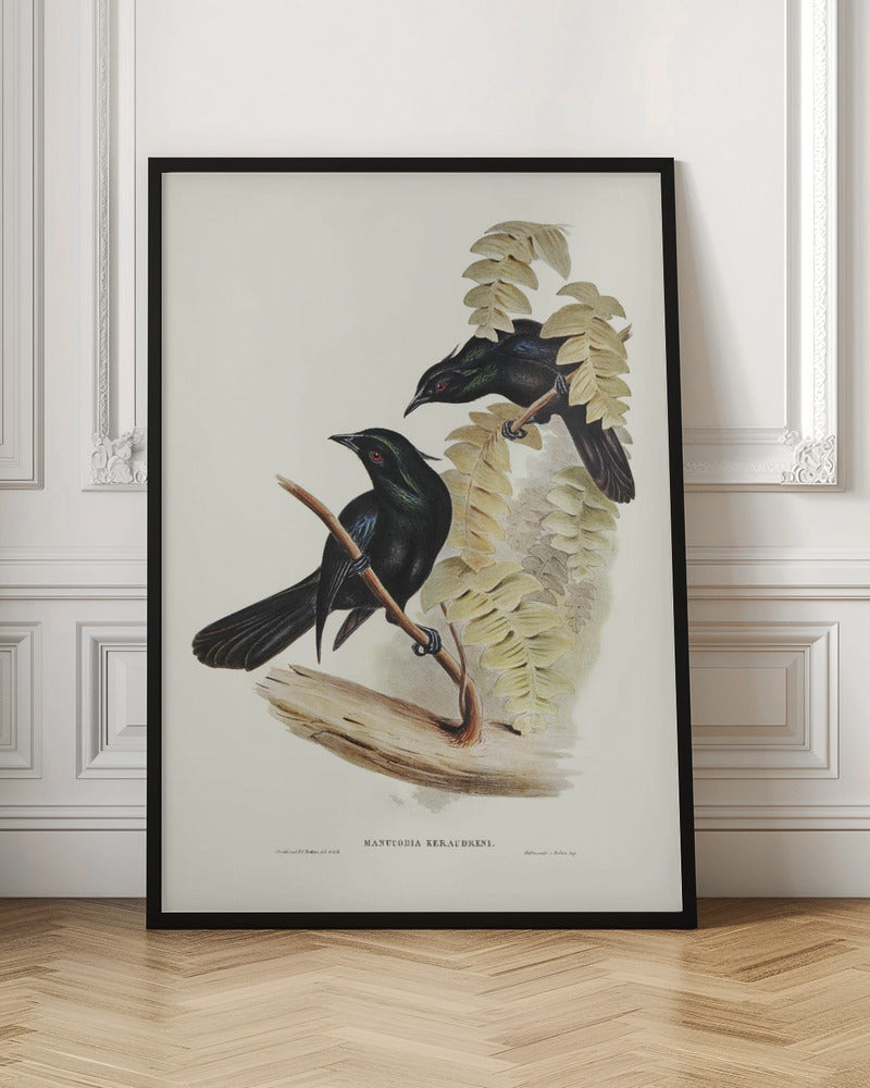 Keraudren&#039;s Crow Shrike Poster