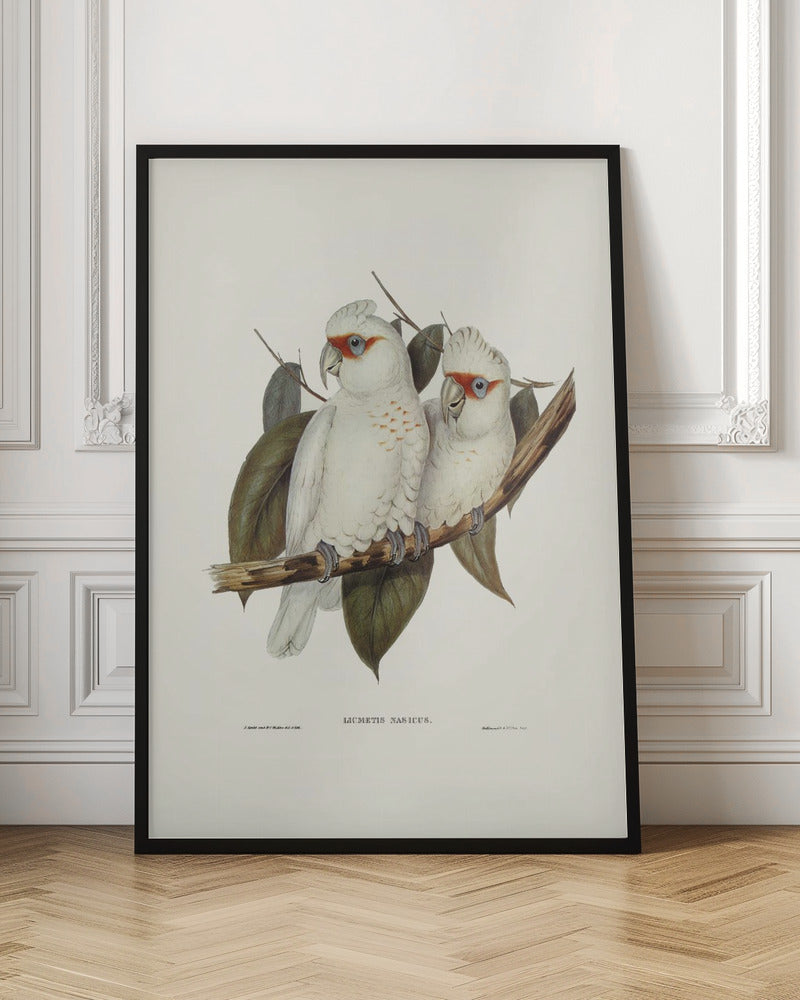 Long Billed Cockatoo Poster