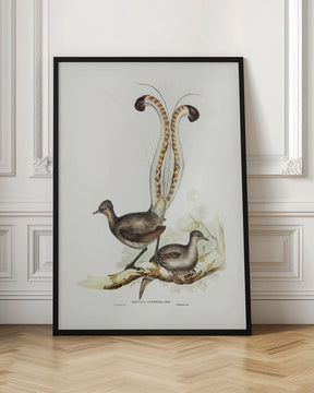 Lyre Bird Poster