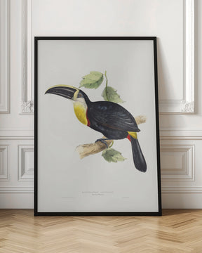 Osculant Toucan Poster