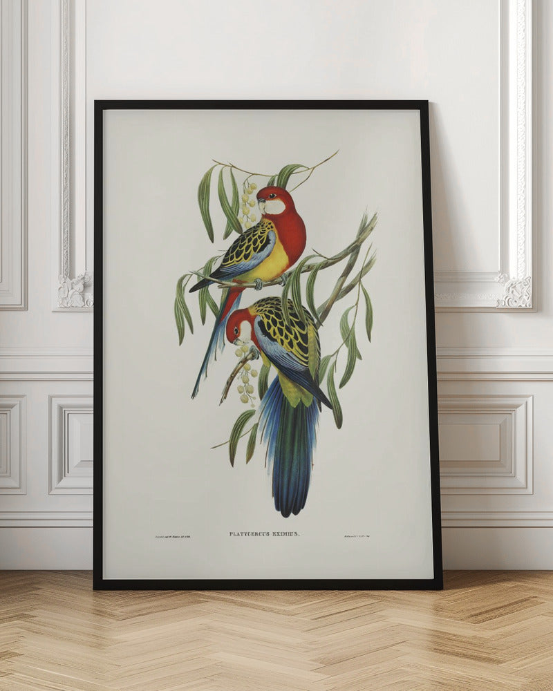 Rose Hill Parakeet Poster