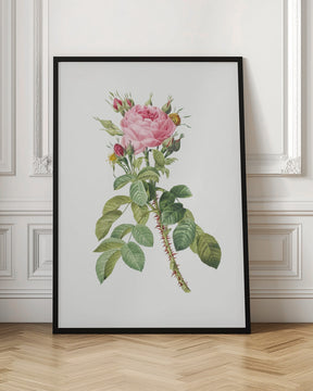 Rosa Bifera Macrocarpa, Les Roses (1817–1824) Poster