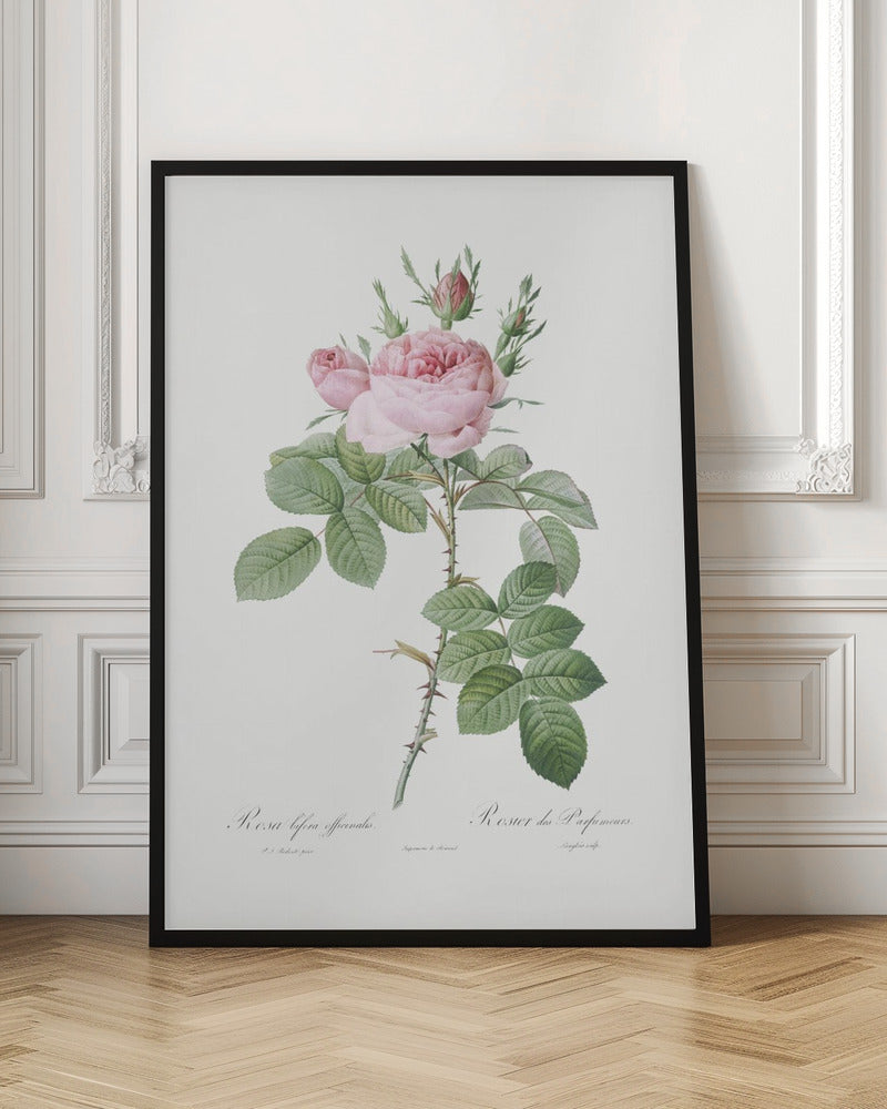 Rosa Bifera Officinalis,les Roses (1817–1824) Poster