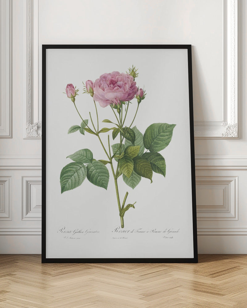 Rosa Gallica Granules, Les Roses (1817–1824) Poster