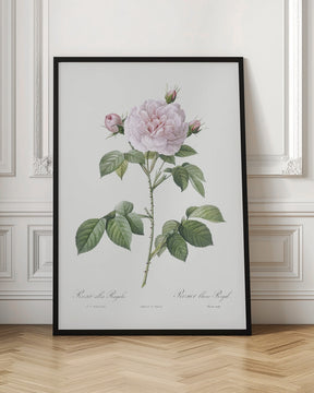 Royal White Rose, Les Roses (1817–1824) Poster