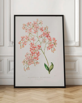 Epidendrum Rosa Poster