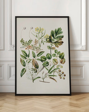 Rubens Australis By Sarah Featon Poster