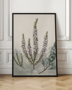 Epacris Drawn By Sarah Featon (1848–1927) Poster