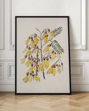 Kowhai Drawn By Sarah Featon (1848–1927) Poster