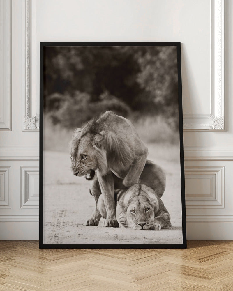 Lion Love Poster