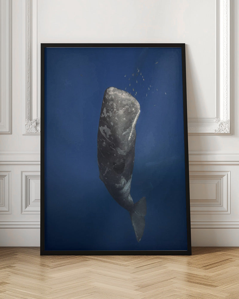 Candle sperm whale Poster