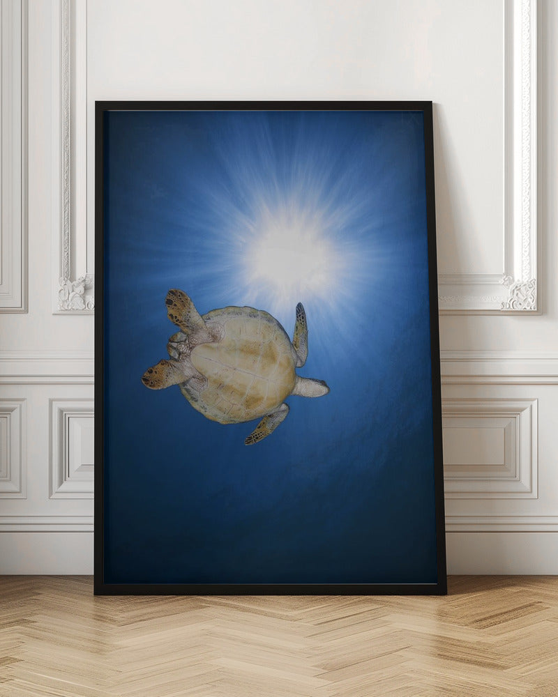 Green turtle Poster