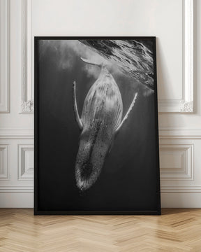 Black &amp; Whale Poster