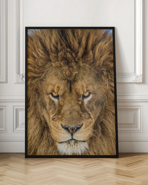 Serious Lion Poster