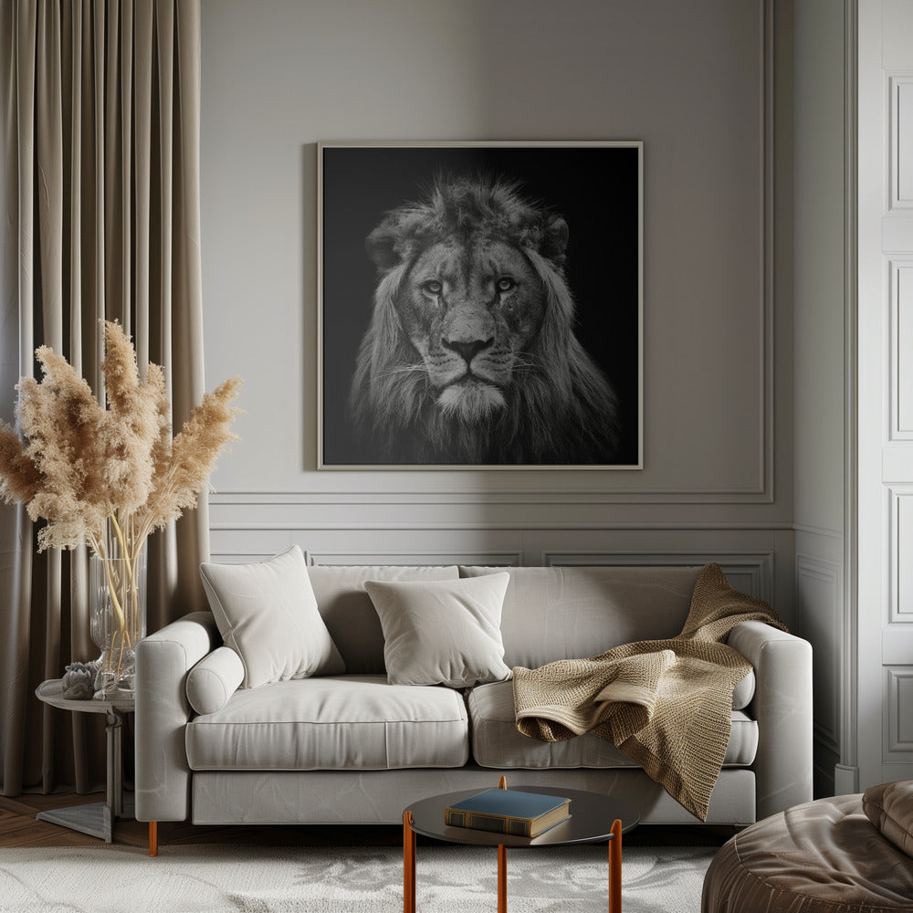 Young Male Lion Poster