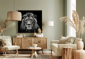 Young Male Lion Poster