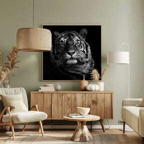 Tiger Poster