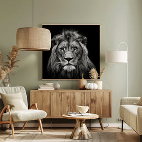 Young Male Lion Poster