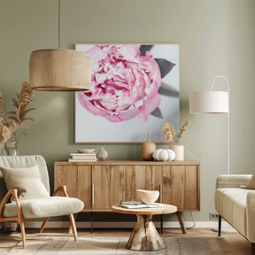 Pink peony III Poster