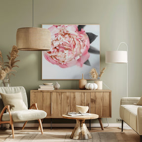 Blush peony III Poster