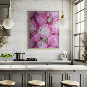 Pink ranunculus Poster