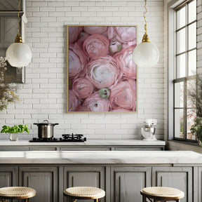 Subdued blush ranunculus Poster