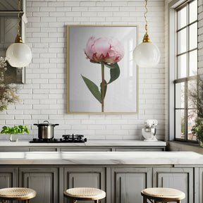 Pink peony II Poster