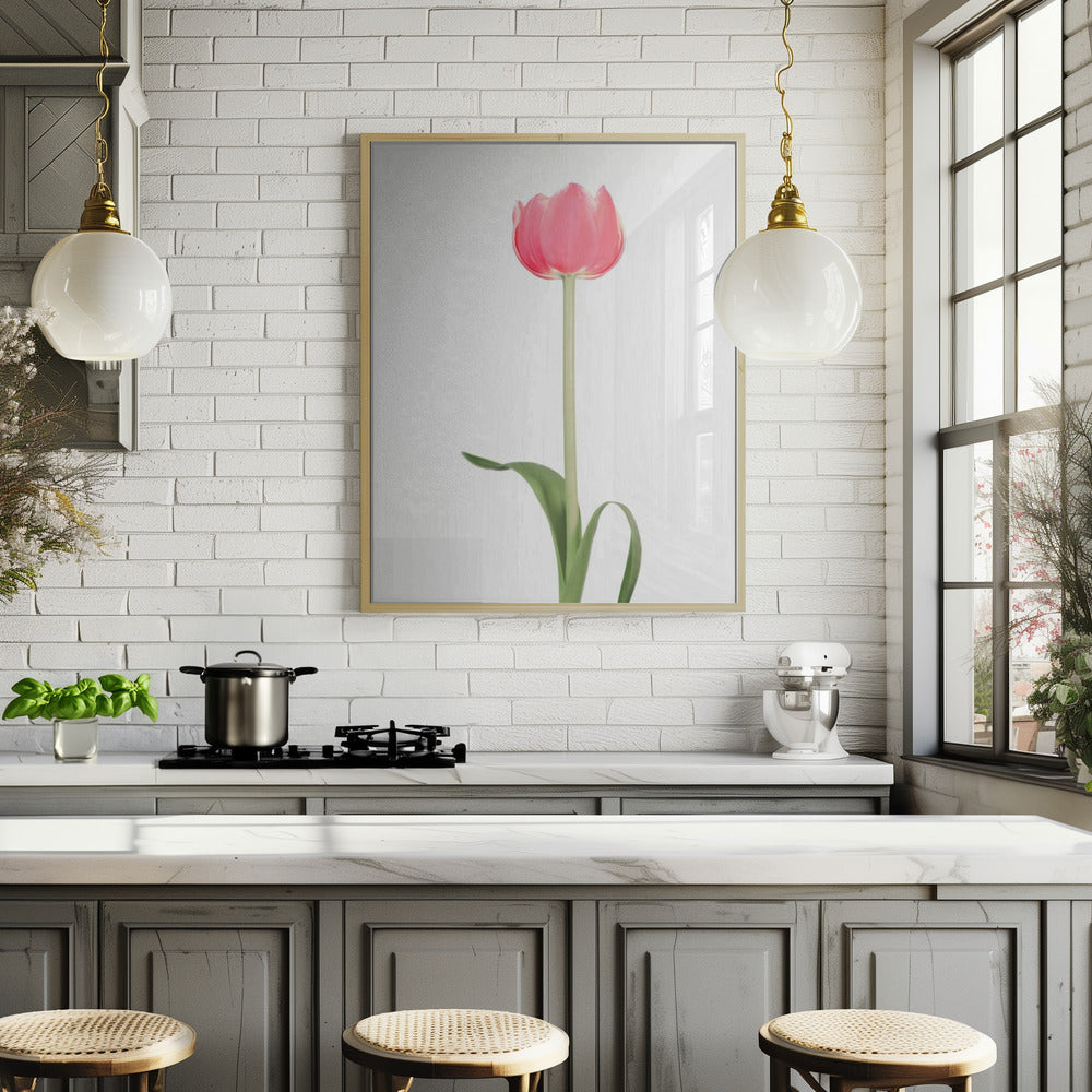 Pink tulip Poster