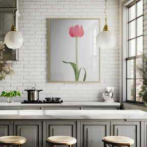 Pink tulip Poster