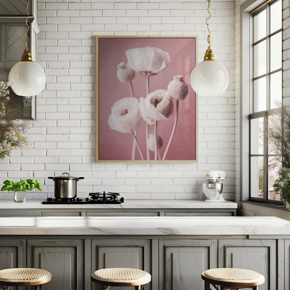 White Poppy On Pink Background Poster