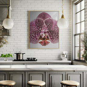 Leopard Orchid Poster