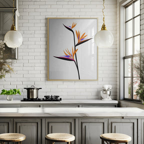 Bird of paradise in black Poster