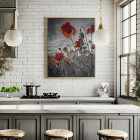 Fascinating poppies | colorkey Poster