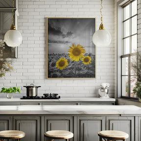 Yellow pop sunflowers Poster