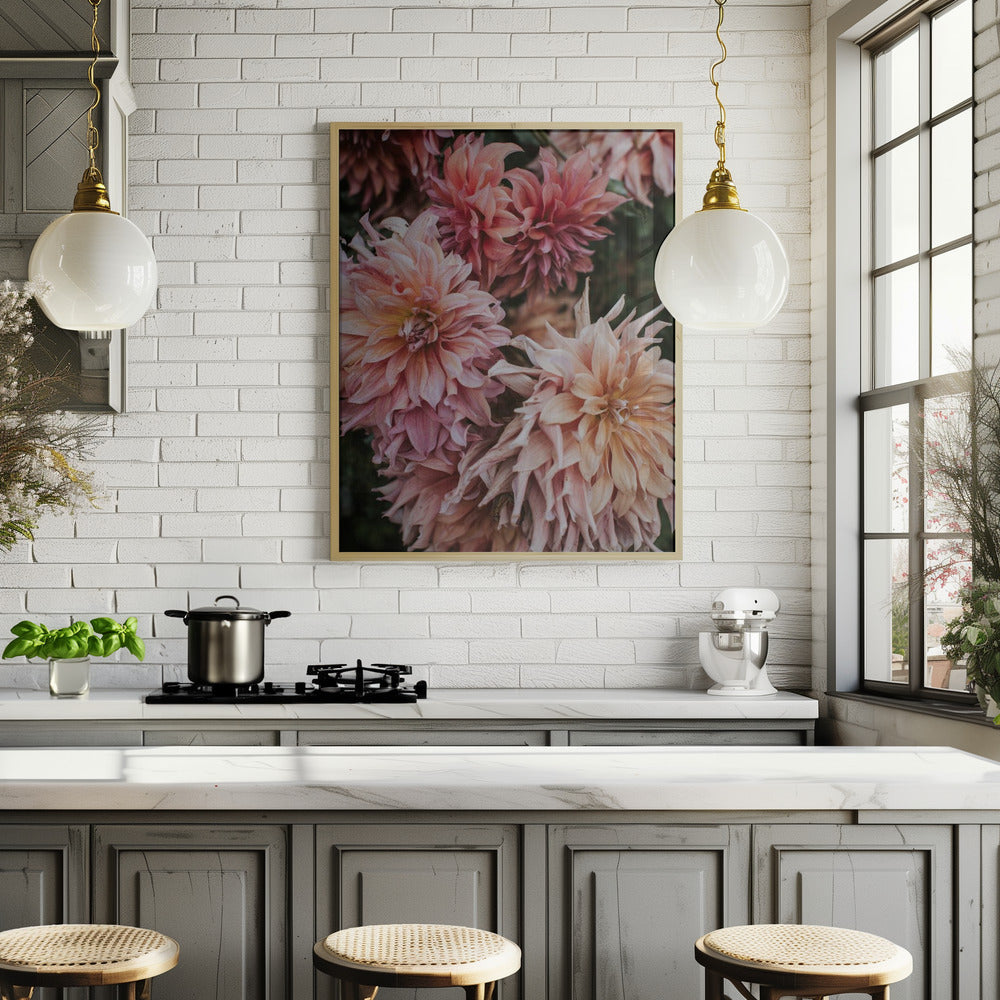 Pink Dhalias Poster