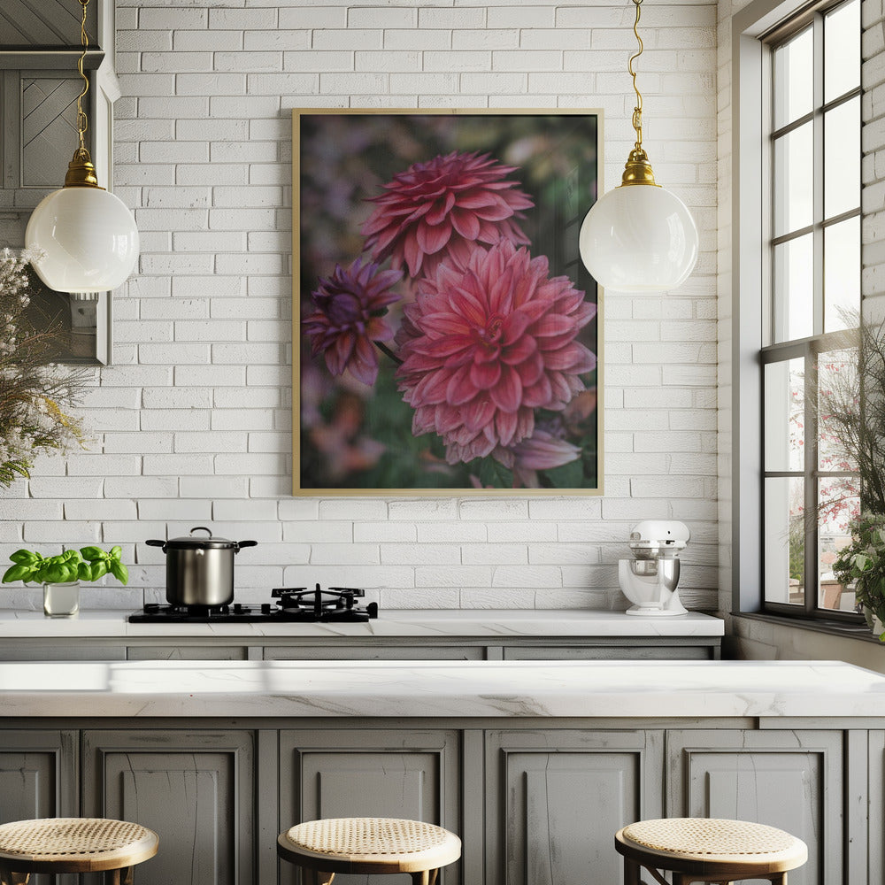 Dark Pink Dhalias Poster