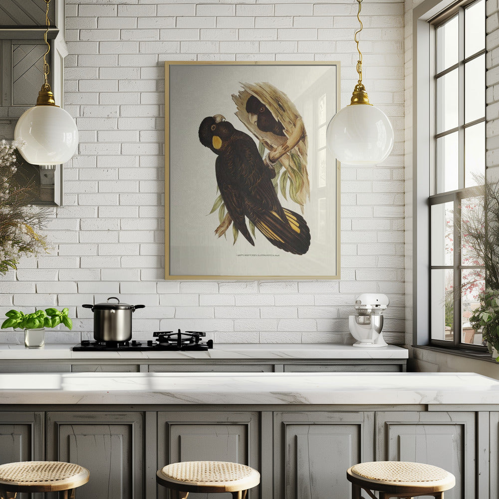 Yellow Eared Black Cockatoo Poster