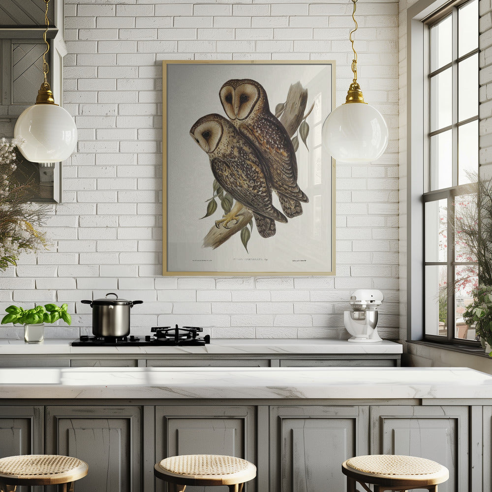 Masked Barn Owl Poster