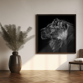 Lion and  lioness portrait Poster