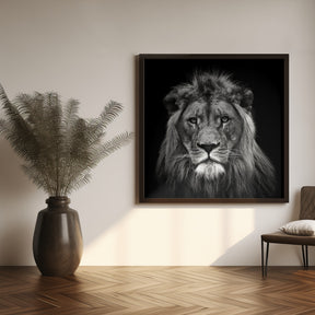 Young Male Lion Poster