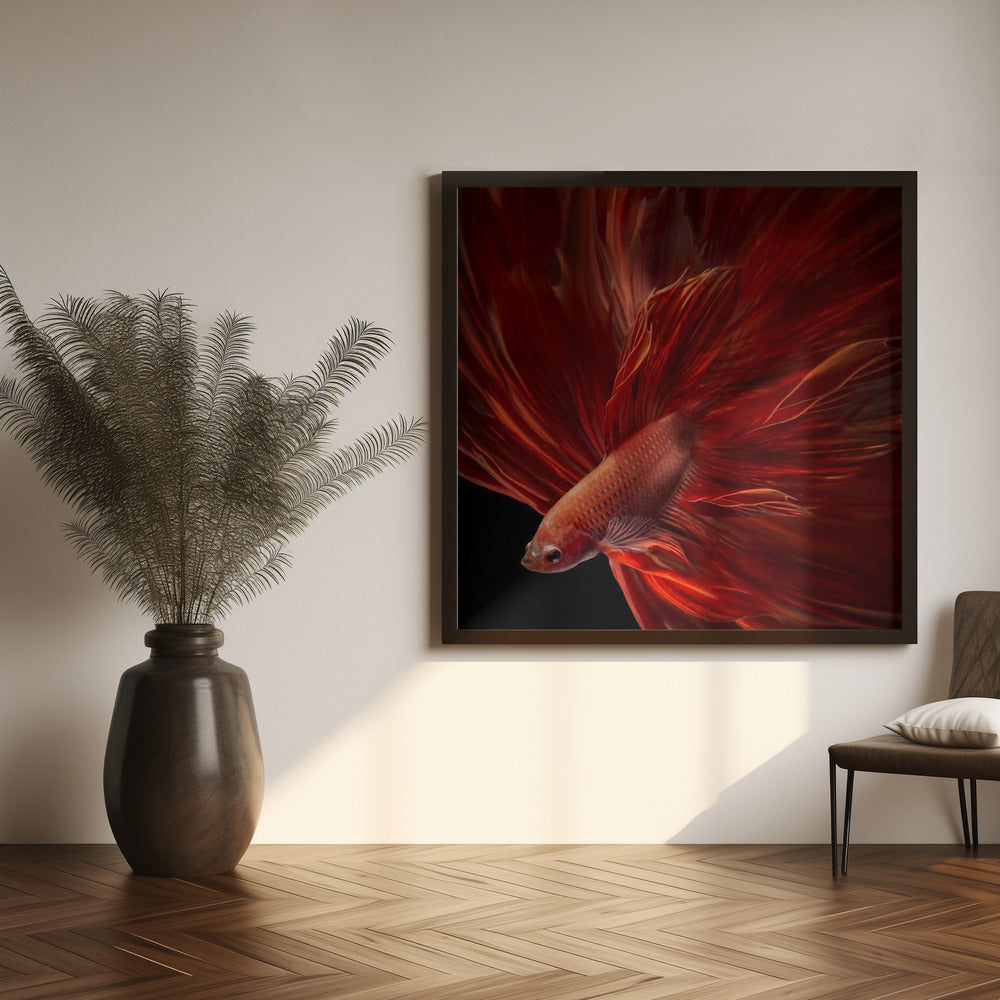 Red Fire Bettafish Poster