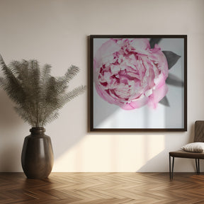 Pink peony III Poster