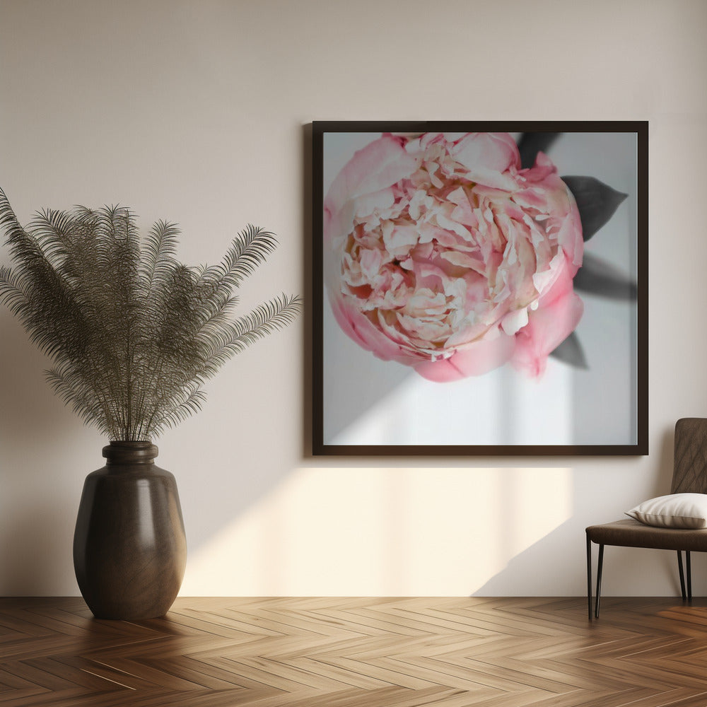 Blush peony III Poster