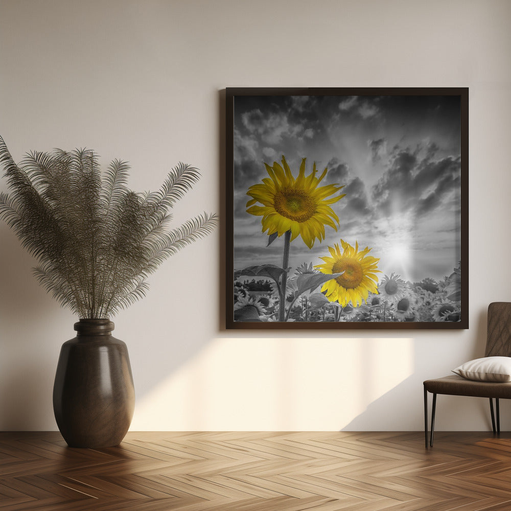 Focus on two sunflowers Poster