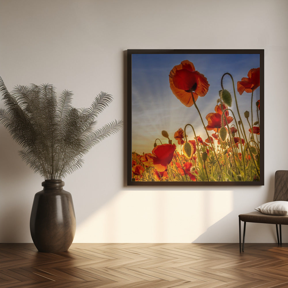 Fascinating poppies Poster