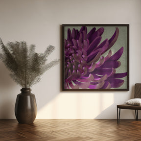 Chrysanthemum Purple Poster