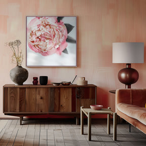 Blush peony III Poster