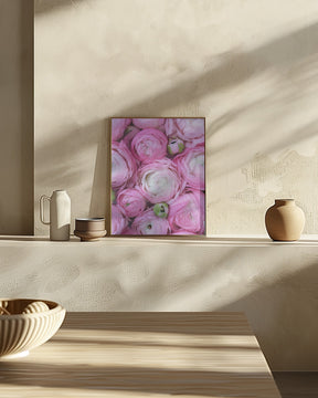 Pink ranunculus Poster